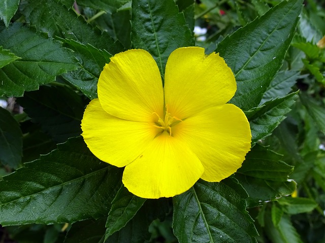 damiana flower