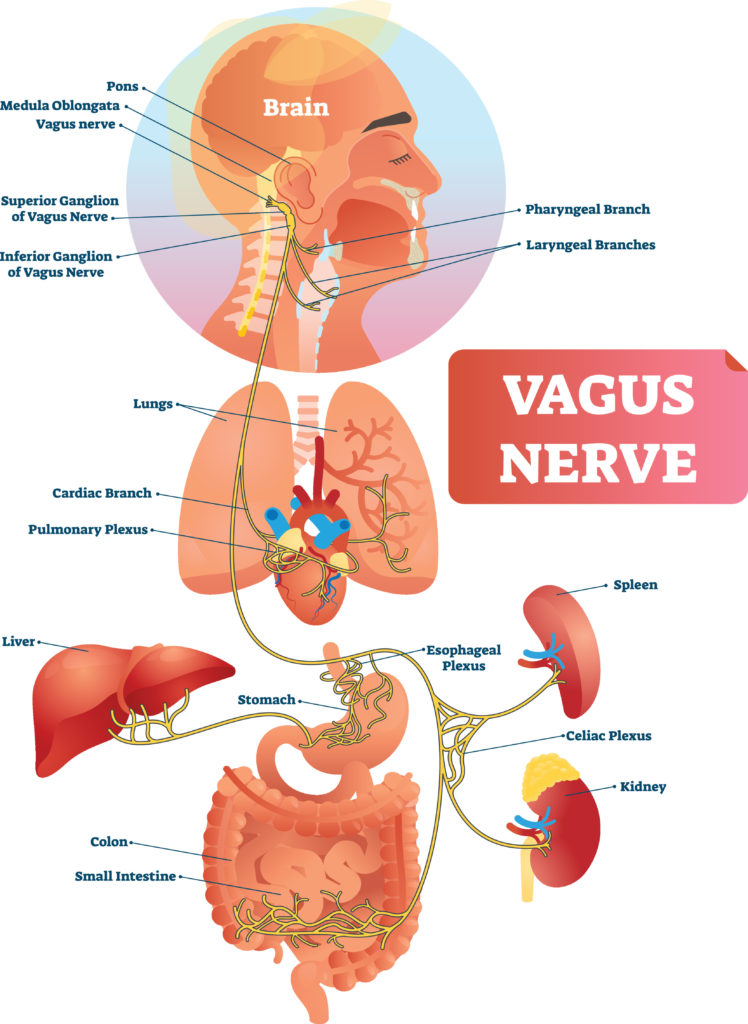 Vagus nerve structure