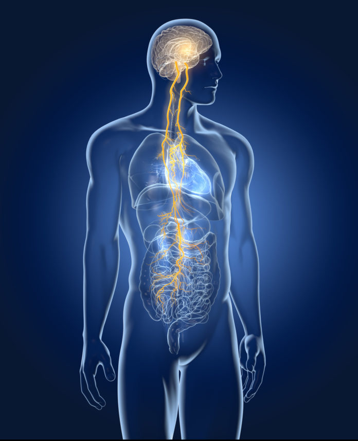 The vagus nerve - perfect against your stress